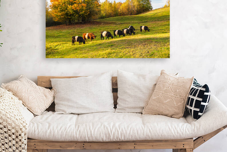 Oreo Cattle I - D755754 by greigsphotoworks
