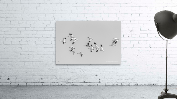 Flight - D756611 Wall Preview