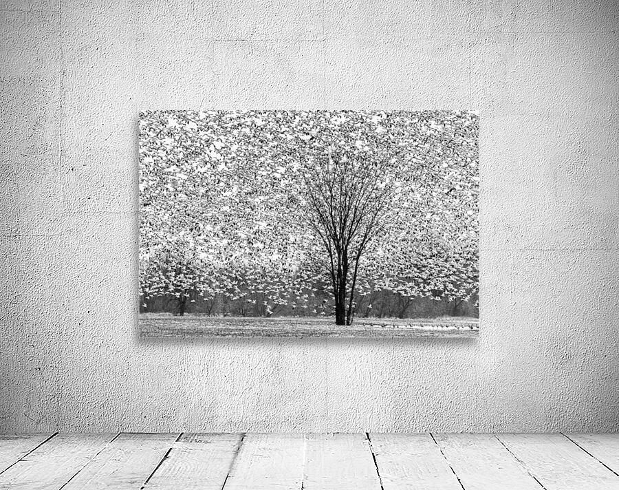 Spring migration - D756311 Wall Preview