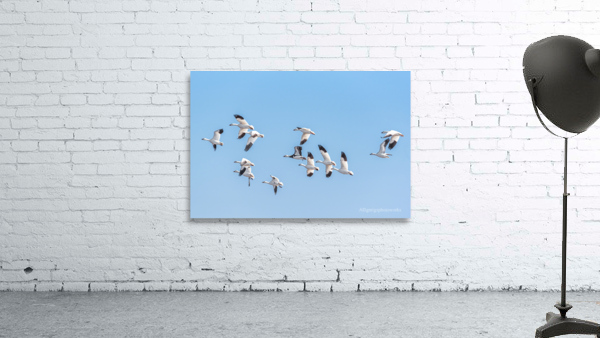 Flight - D756611 Wall Preview