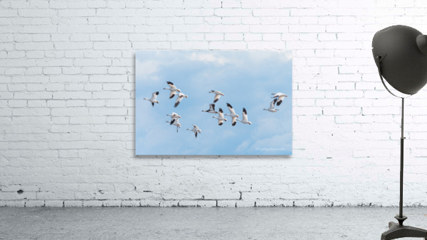 Flight - D756611c Wall Preview