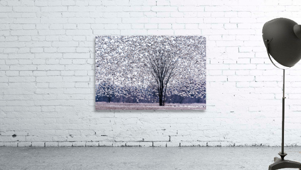 Spring migration - D756311 Wall Preview