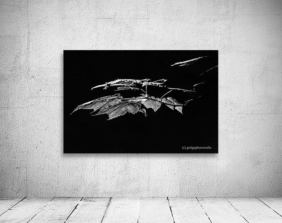 Leaf Canopy - D756109 bw Wall Preview