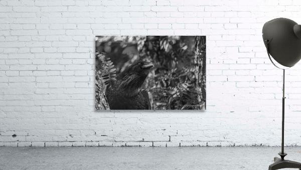 Searching - D758043 bw Wall Preview