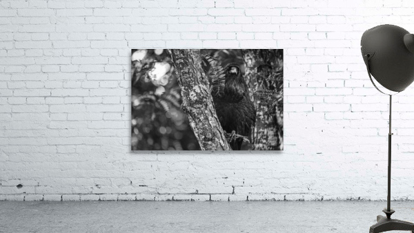 Statuesque - D758005 bw Wall Preview