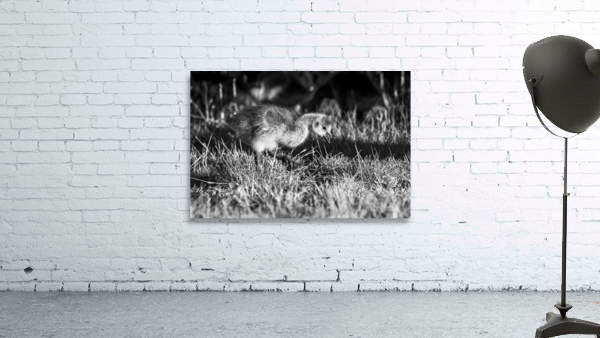 Foraging - D759804 bw Wall Preview
