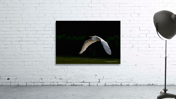 Great Grey Ghost - D754045 Wall Preview