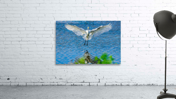 Outstretched wings - D75 2567 Wall Preview