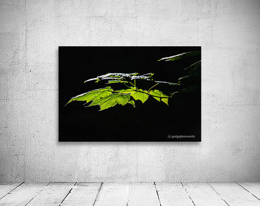 Leaf Canopy - D756109 Wall Preview