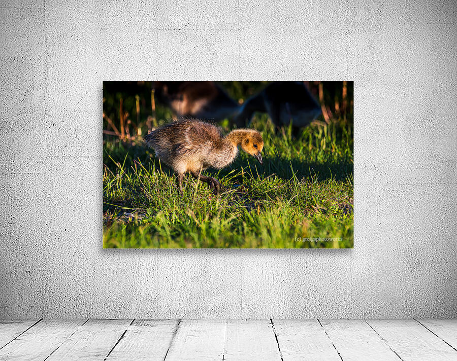 Foraging - D759804 Wall Preview