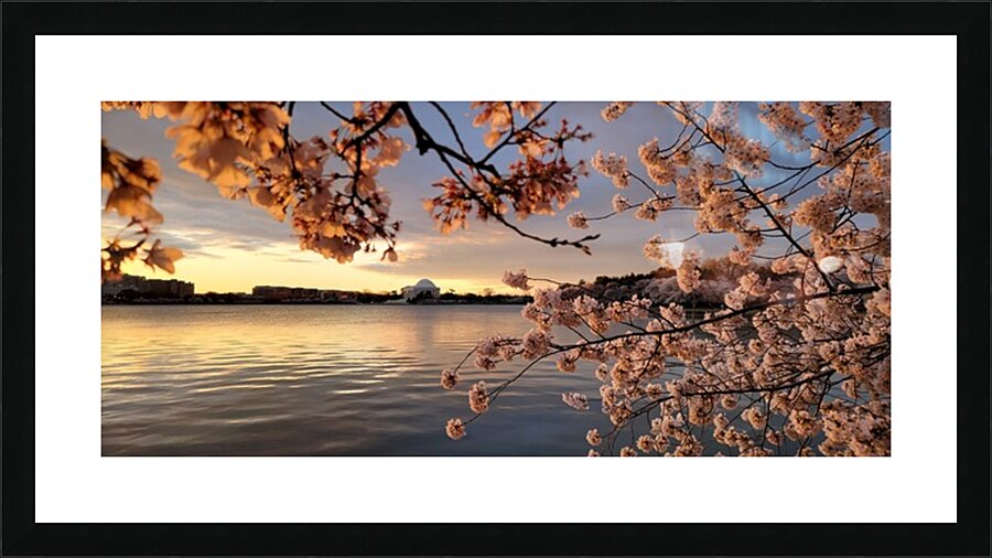 cherryblossom20 Picture Frame print