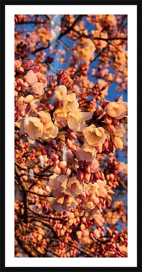 cherryblossoms27 Picture Frame print