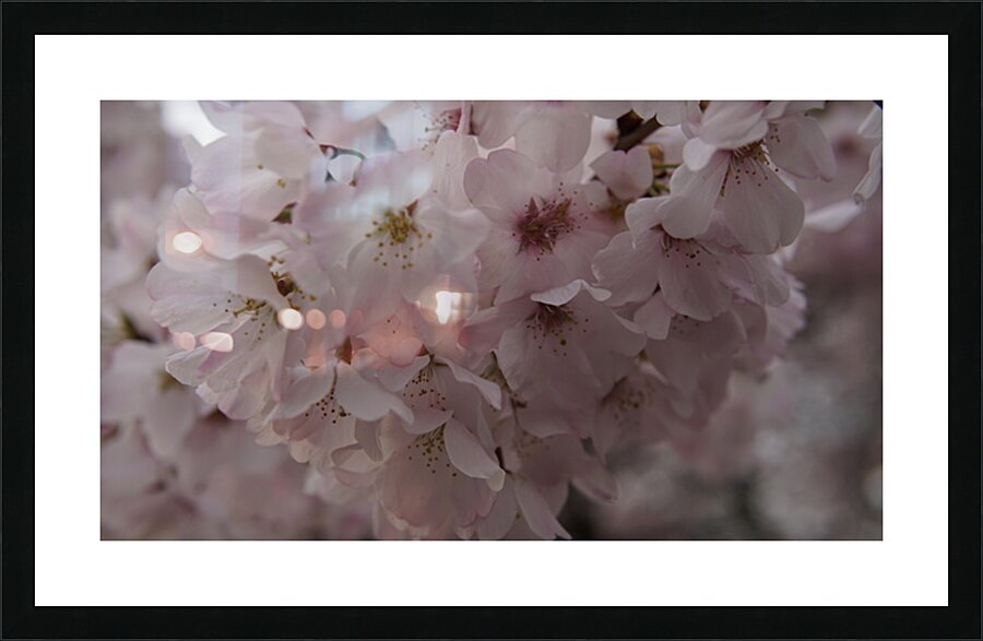 cherryblossom10 Picture Frame print
