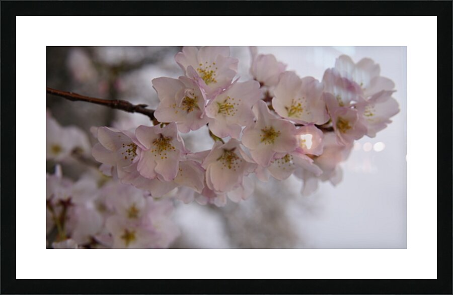 cherryblossom6 Picture Frame print