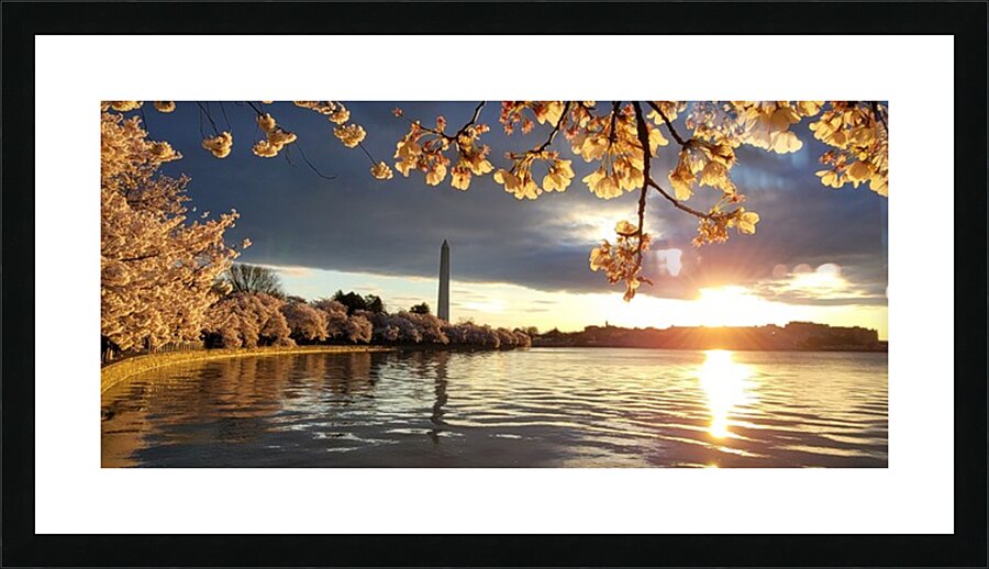 cherryblossoms20 Picture Frame print