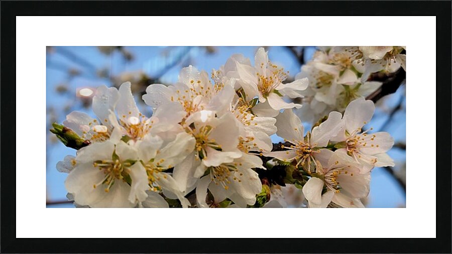cherryblossoms28 Picture Frame print