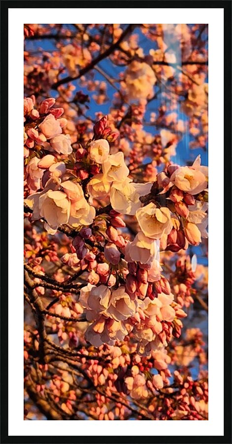 cherryblossoms27 Picture Frame print