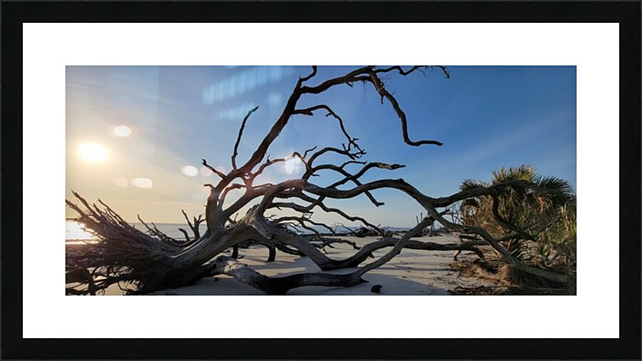 driftwoodbeach6 Picture Frame print