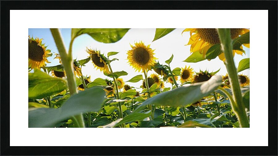 sunflower21 Picture Frame print