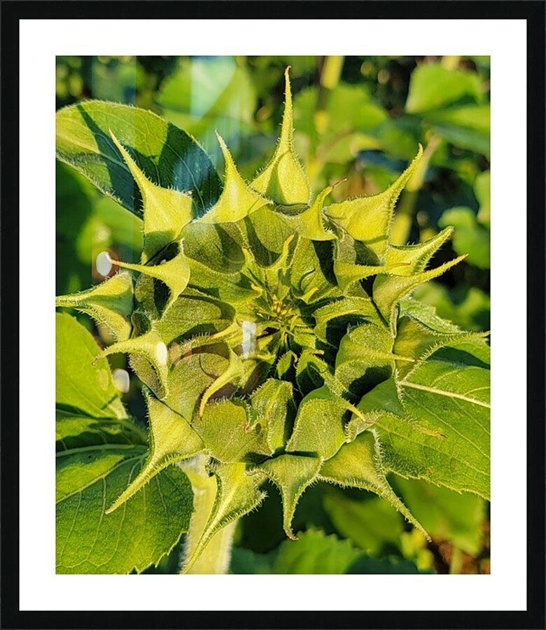 sunflower17 Picture Frame print