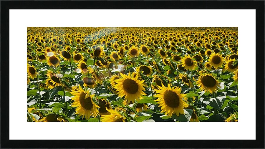 sunflower20 Picture Frame print