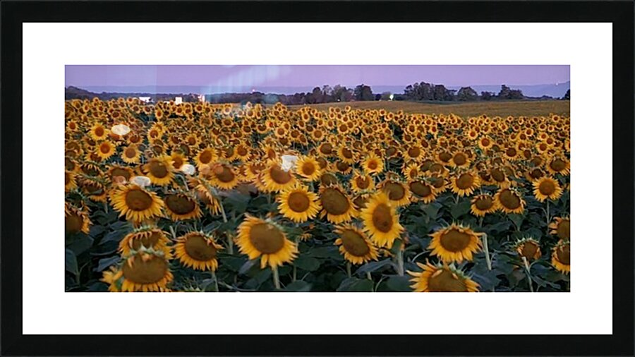 sunflower18 Picture Frame print