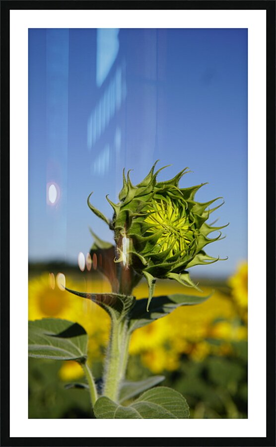 sunflower Picture Frame print