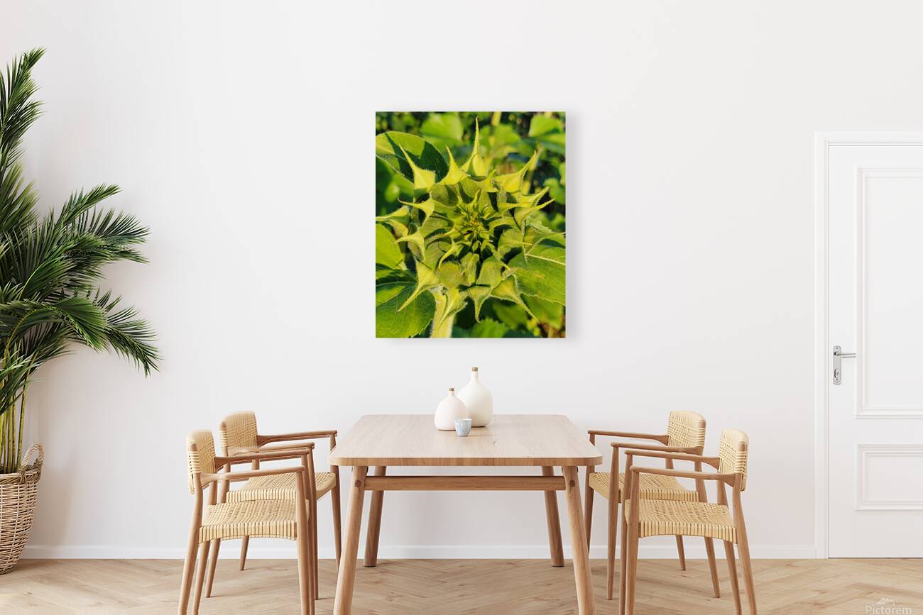 sunflower17 Reproduction