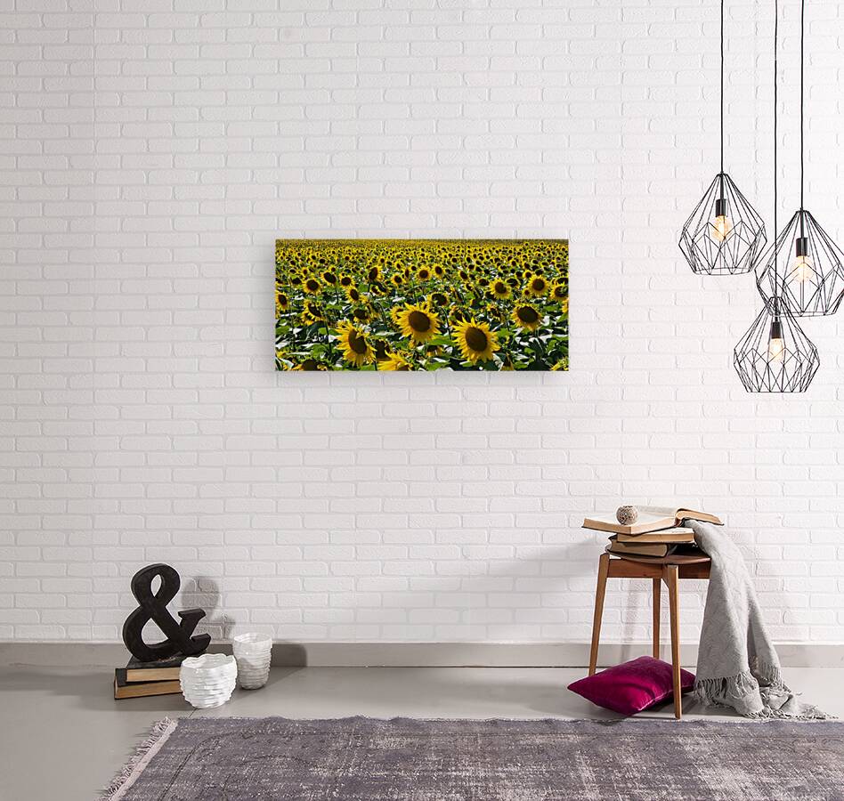 sunflower20 Reproduction