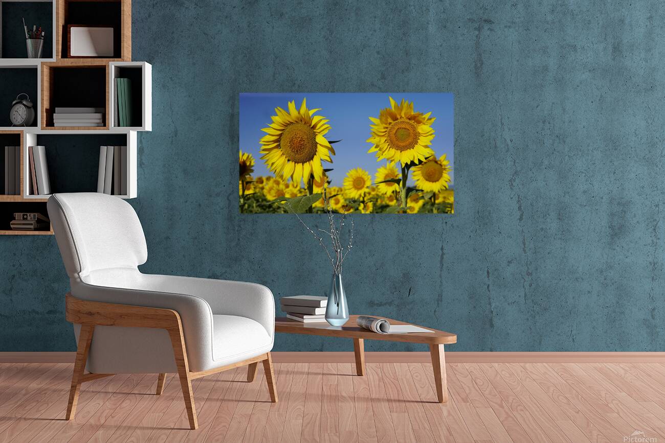 sunflower3 Reproduction