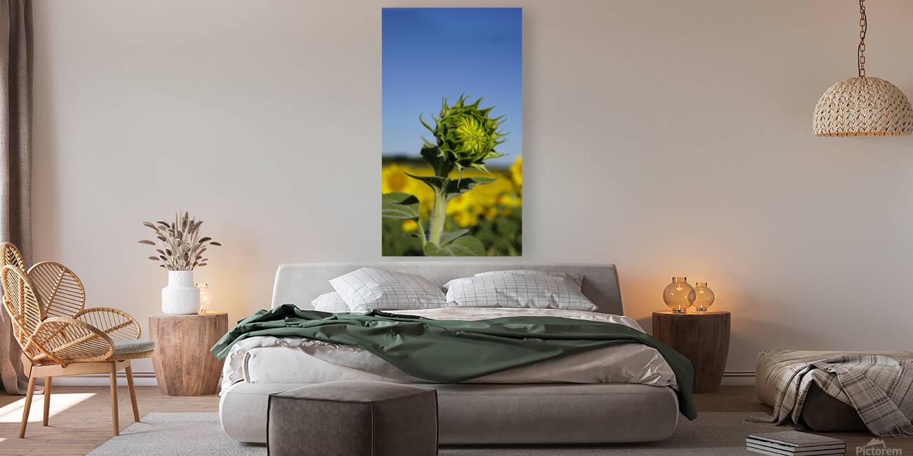 sunflower Reproduction