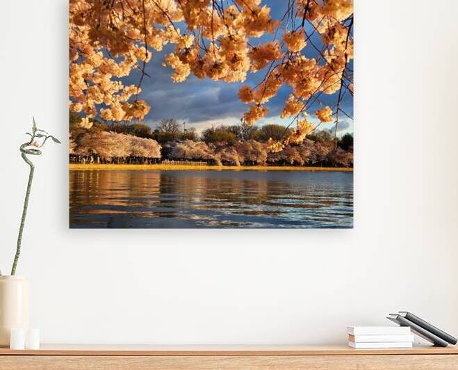 Cherryblossoms58 Reproduction