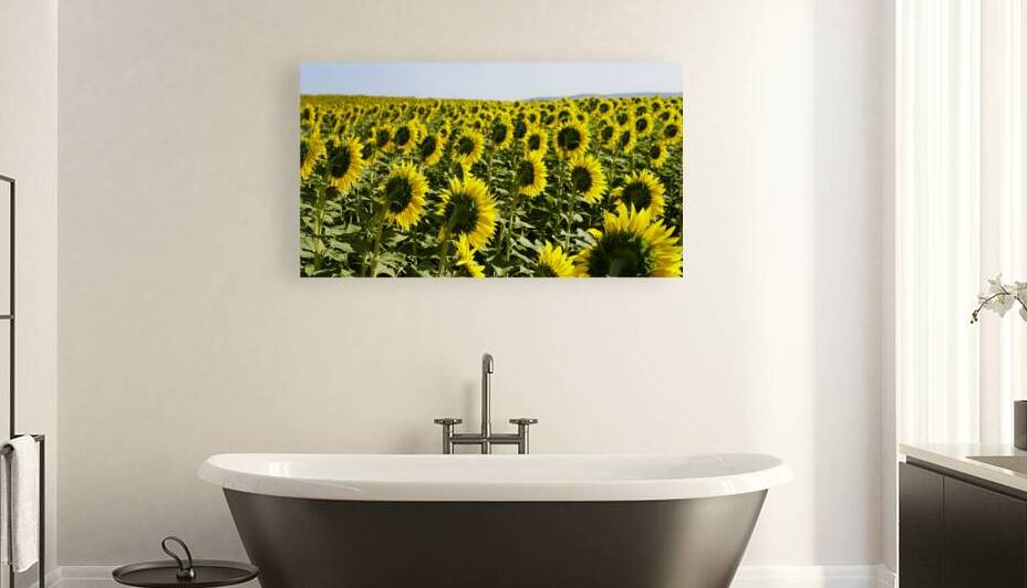 sunflower2 Reproduction
