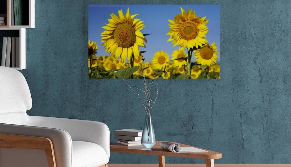 sunflower3 Reproduction