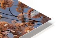 cherryblossom20 HD Metal print