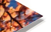 cherryblossoms27 HD Metal print