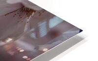 cherryblossom10 HD Metal print