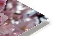 Cherryblissoms45 HD Metal print