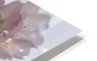 cherryblossom6 HD Metal print