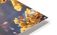 cherryblossoms20 HD Metal print