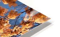 Cherryblossoms58 HD Metal print