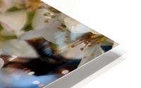 cherryblossoms28 HD Metal print