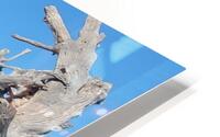 driftwood HD Metal print