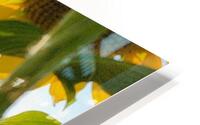 sunflower21 HD Metal print