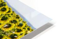 sunflower2 HD Metal print