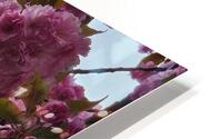 squirrelblossoms6 HD Metal print