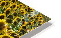 sunflower20 HD Metal print