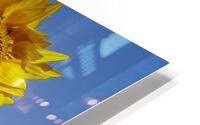 sunflower3 HD Metal print