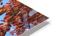 Fall on the Mall 9 HD Metal print
