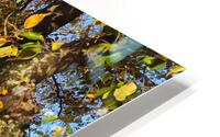 Fall on the Mall  HD Metal print